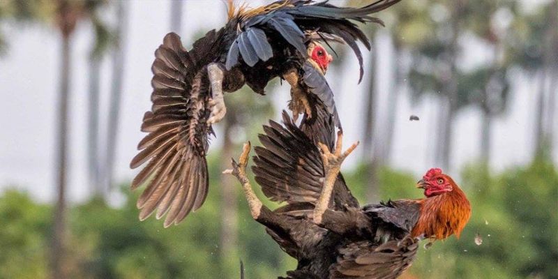 Đá gà cựa dao - Hình thức đá gà trực tiếp máu 67 có tính sát thương Đá gà cựa dao - Hình thức đá gà trực tiếp máu 67 có tính sát thương