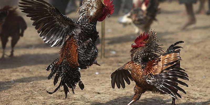 Biết cách nhận diện các thần kê khi tham gia đá gà trực tiếp máu 67 Biết cách nhận diện các thần kê khi tham gia đá gà trực tiếp máu 67