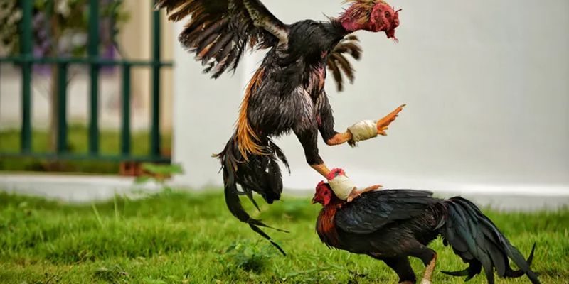 Tổng quan đôi nét về đá gà trực tiếp máu 67 Tổng quan đôi nét về đá gà trực tiếp máu 67