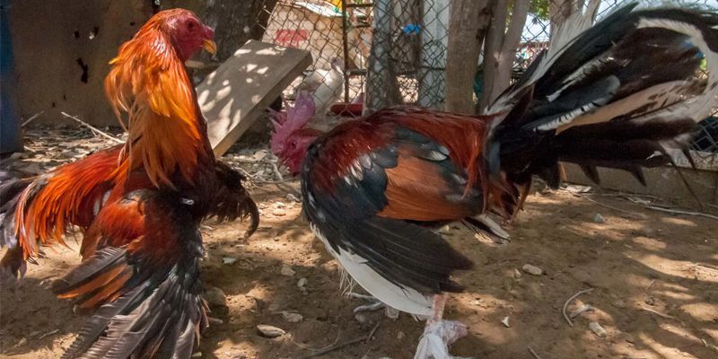 Kinh nghiệm chơi đá gà trực tiếp ngày 6 tháng 10 trận 51 hiệu quả Kinh nghiệm chơi đá gà trực tiếp ngày 6 tháng 10 trận 51 hiệu quả