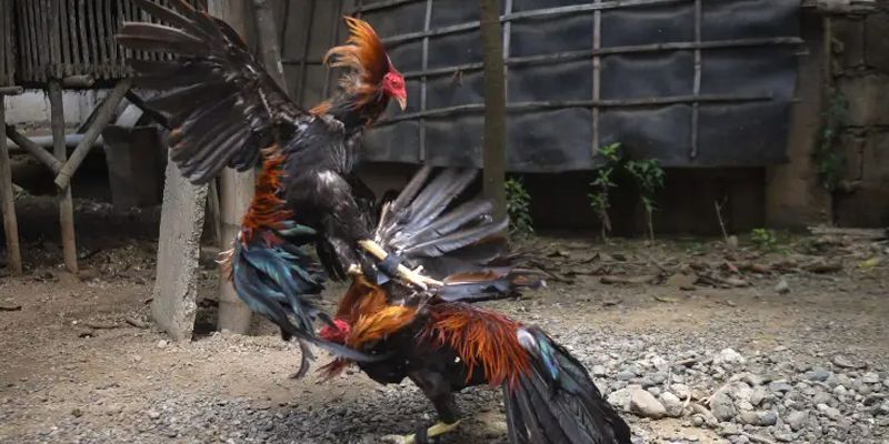 Theo dõi đá gà trực tiếp ngày 6 tháng 10 trận 51 có những lợi ích gì?