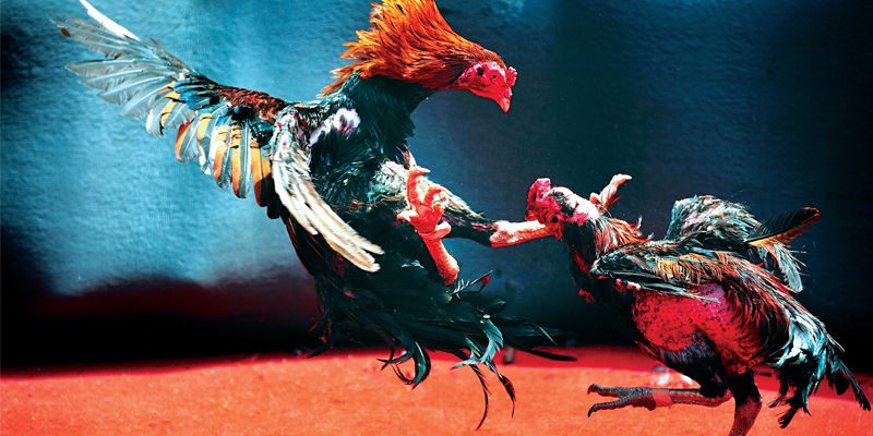 Trang đá gà trực tiếp nhanh nhất, uy tín ST666 Trang đá gà trực tiếp nhanh nhất, uy tín ST666