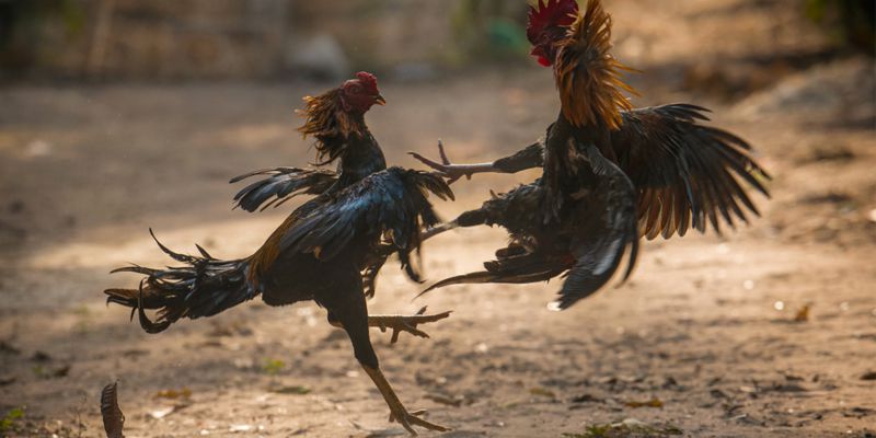 Các trang đá gà trực tiếp nhanh nhất luôn có nhiều ưu đãi Các trang đá gà trực tiếp nhanh nhất luôn có nhiều ưu đãi