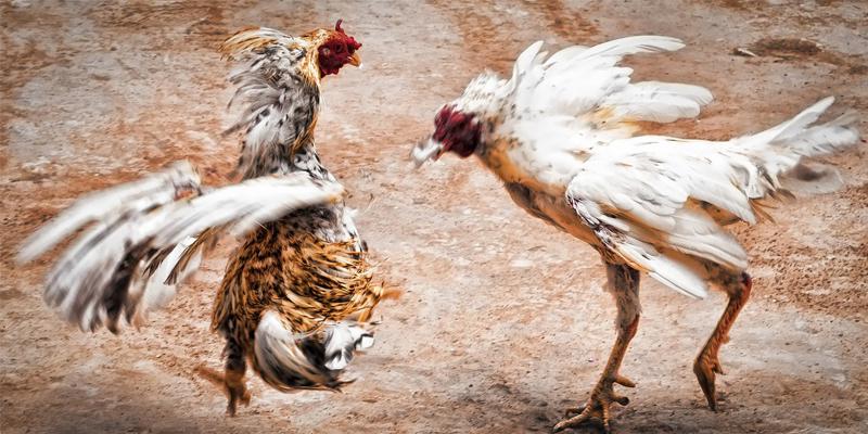 Kết quả đá gà trực tiếp được công khai và minh bạch