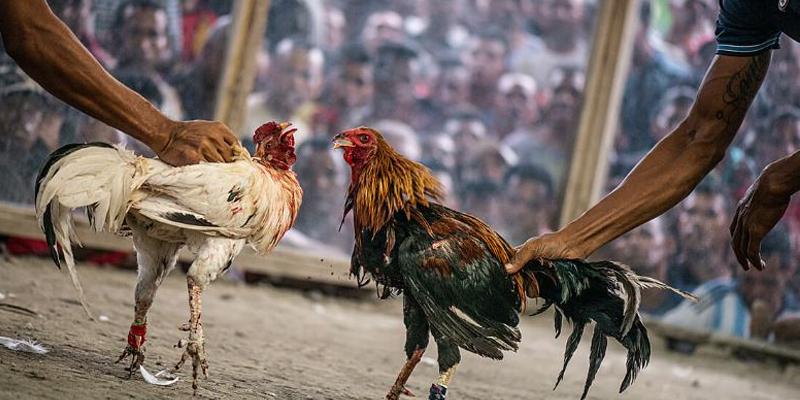 Tìm hiểu khái quát về đá gà trực tiếp 2/9