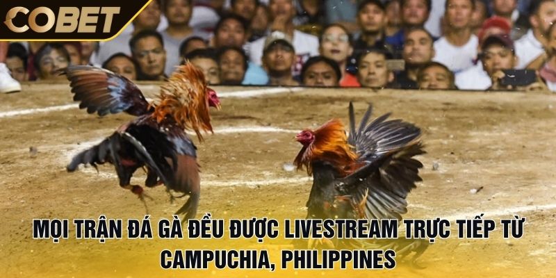 Mọi trận đá gà đều được livestream trực tiếp từ Campuchia, Philippines